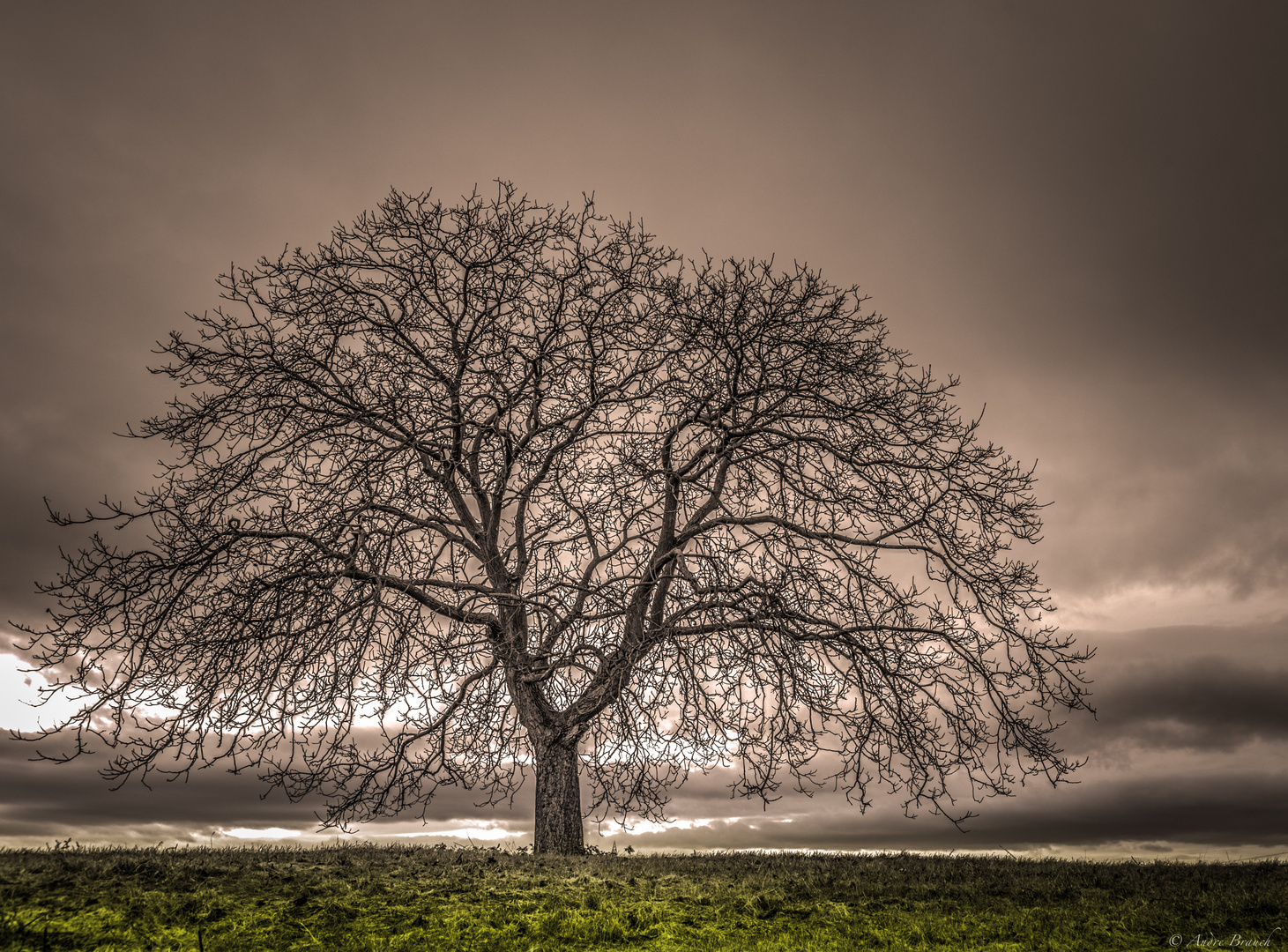 baum im nirgendwo