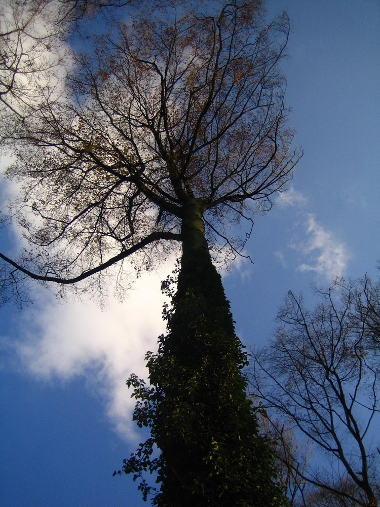 Baum im November