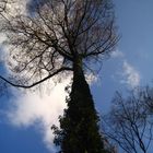 Baum im November