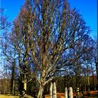 BAUM IM NOVEMBER