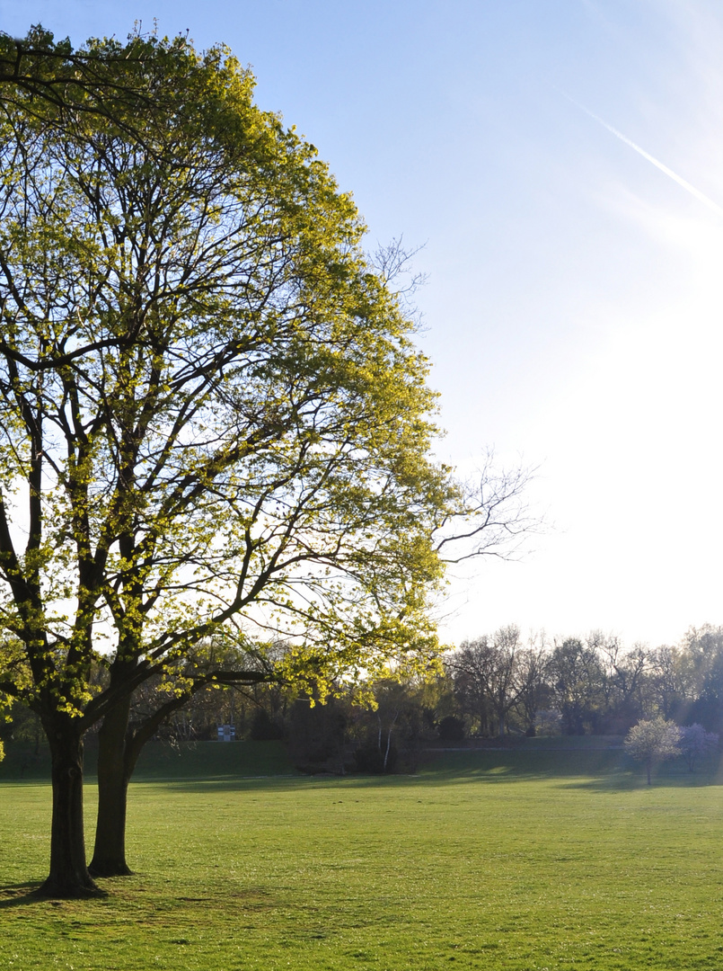 Baum im Nürnberger Park