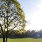 Baum im Nürnberger Park