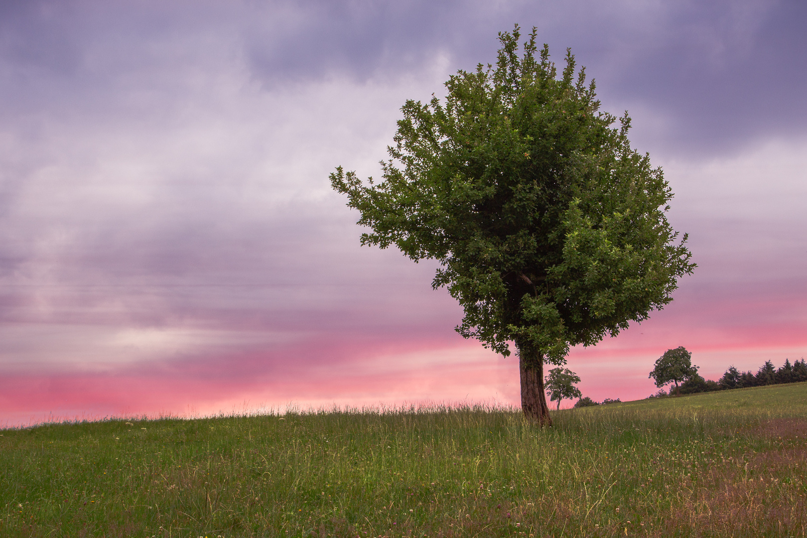 Baum im Odenwald