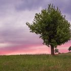 Baum im Odenwald