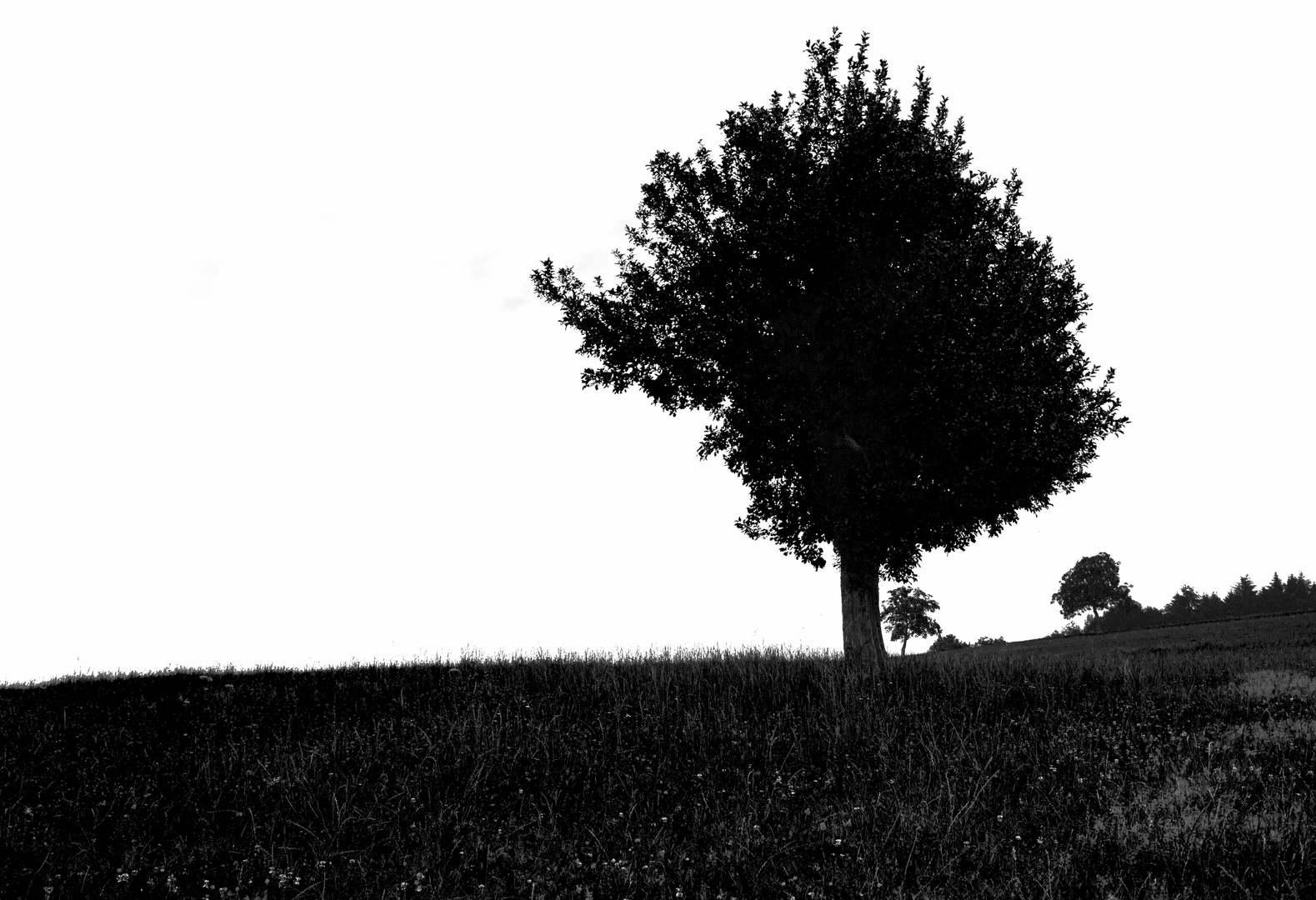 Baum im Odenwald