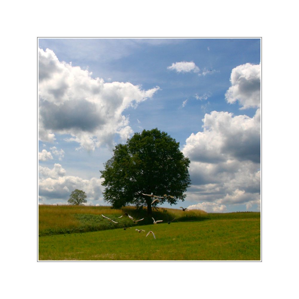 Baum im Odenwald von Arno Lauth