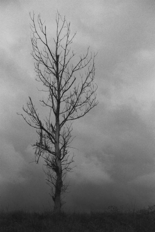 Baum im Oderbruch