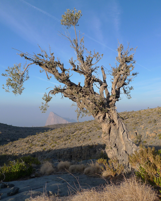 Baum im Oman in ca. 2000m Höhe