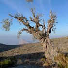 Baum im Oman in ca. 2000m Höhe