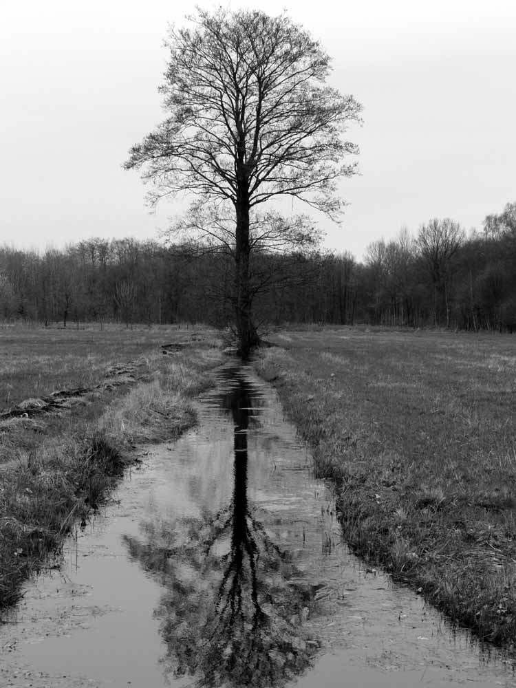 Baum im Oyter Moor (bei Bremen). Aufgenommen Ostern 2006