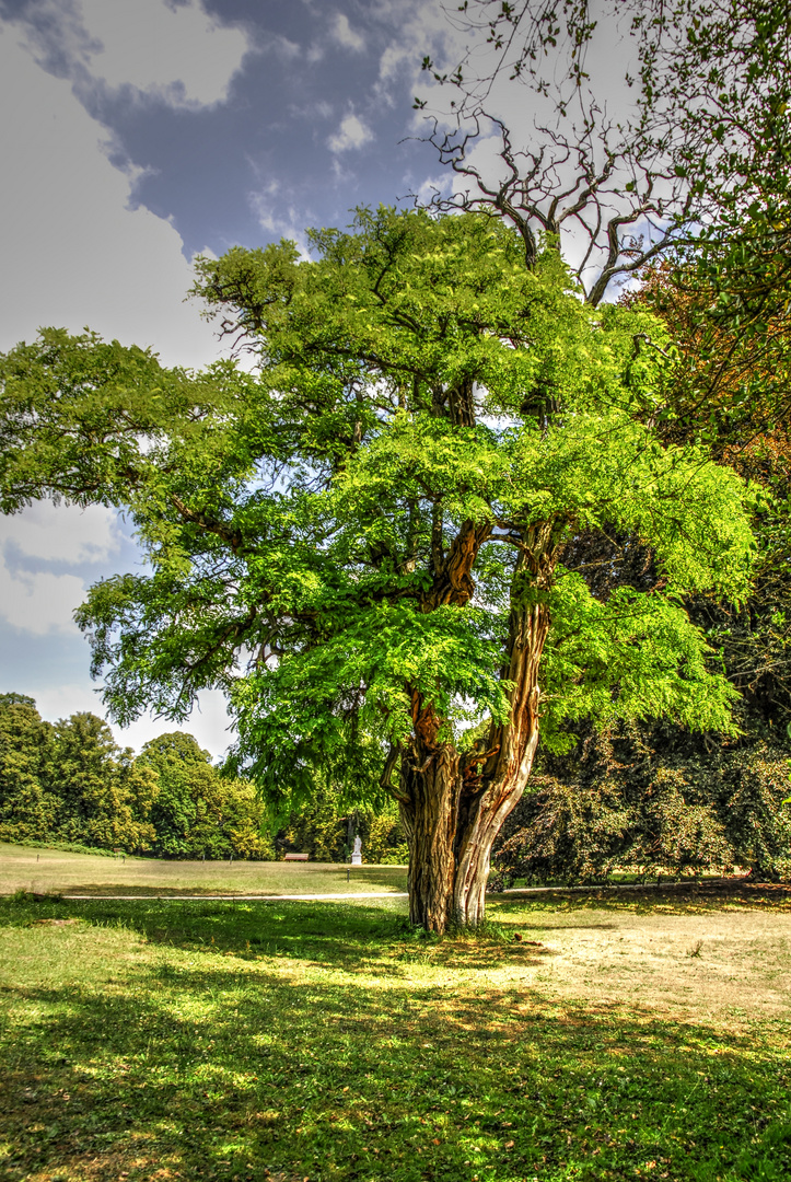 Baum im Pak von Putbus (Rügen)