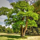 Baum im Pak von Putbus (Rügen)