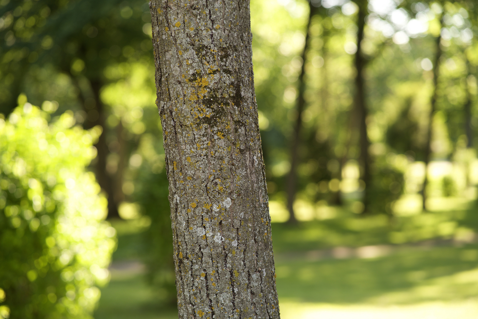 Baum im Park