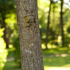 Baum im Park