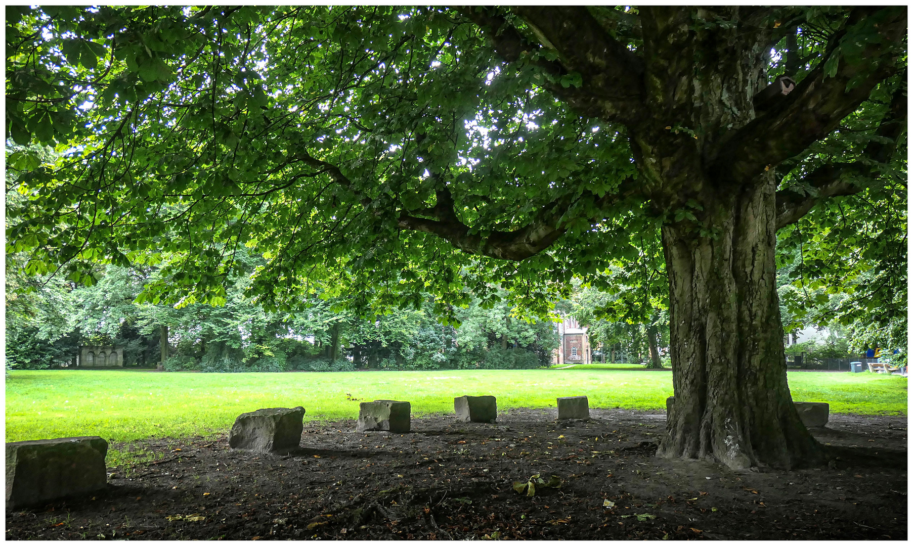 Baum im Park