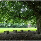 Baum im Park