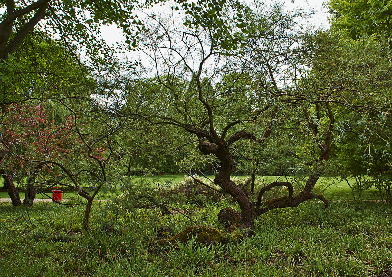 Baum im Park