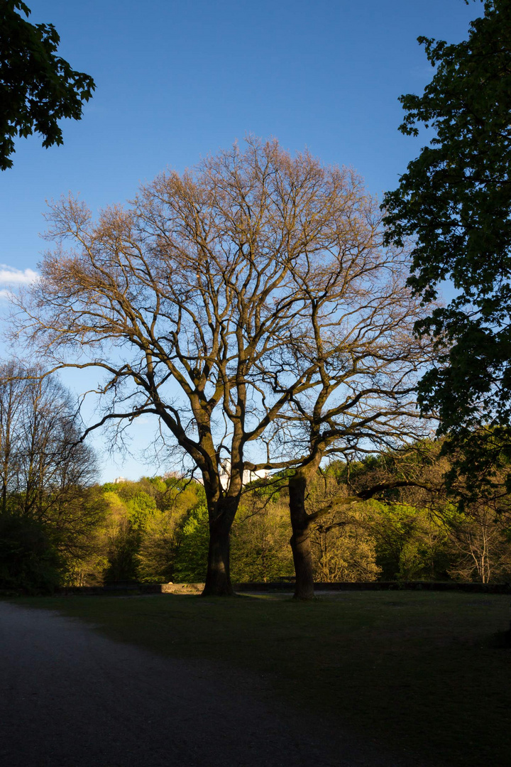 Baum im Park