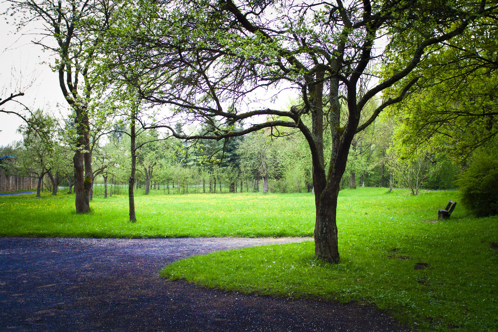 Baum im Park