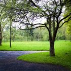 Baum im Park