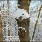 Baum im Park