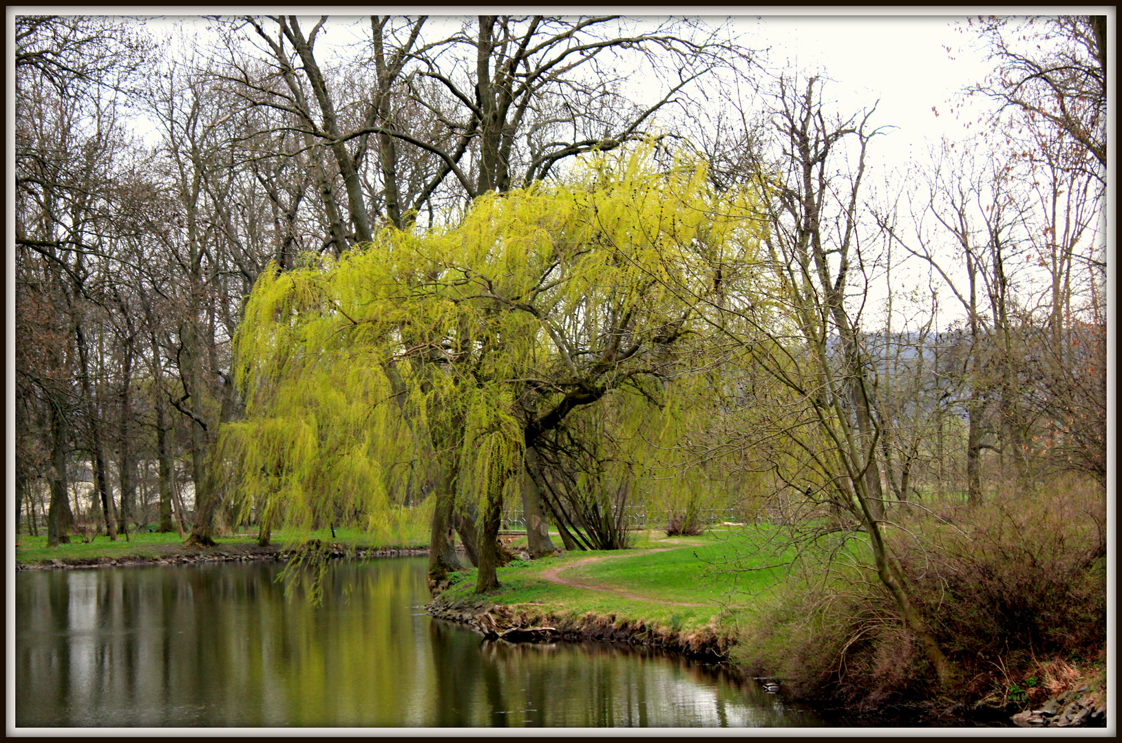 Baum im Park