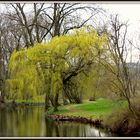 Baum im Park