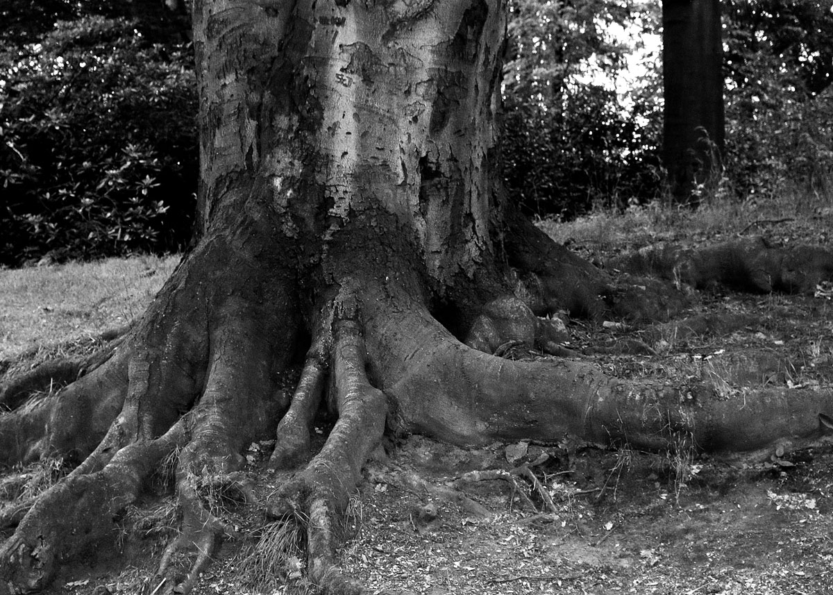 Baum im Park