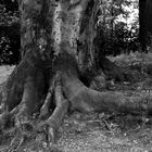 Baum im Park