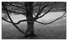 Baum im Park am Abend