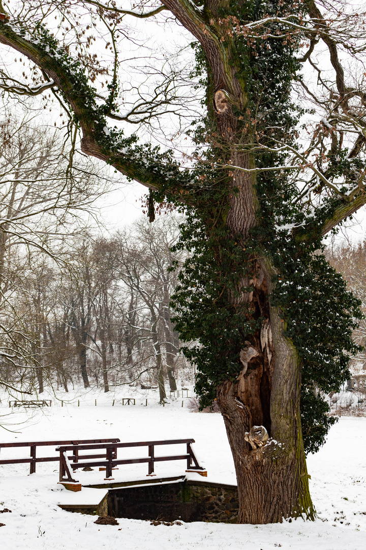 Baum im Park