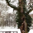 Baum im Park