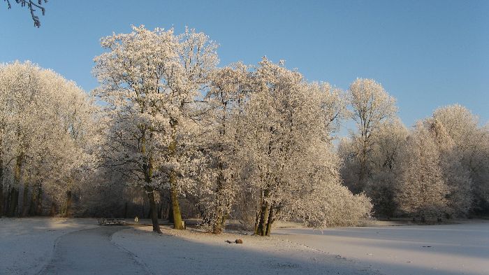 Baum im Park