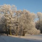 Baum im Park