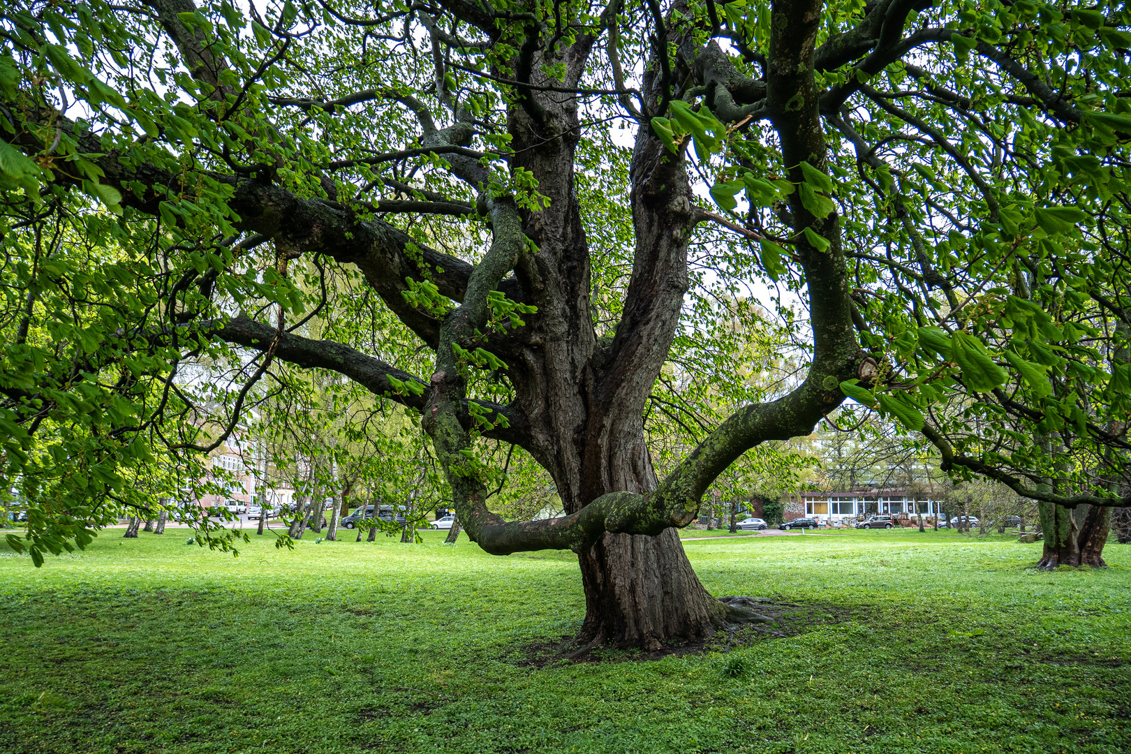 Baum im Park