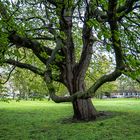 Baum im Park