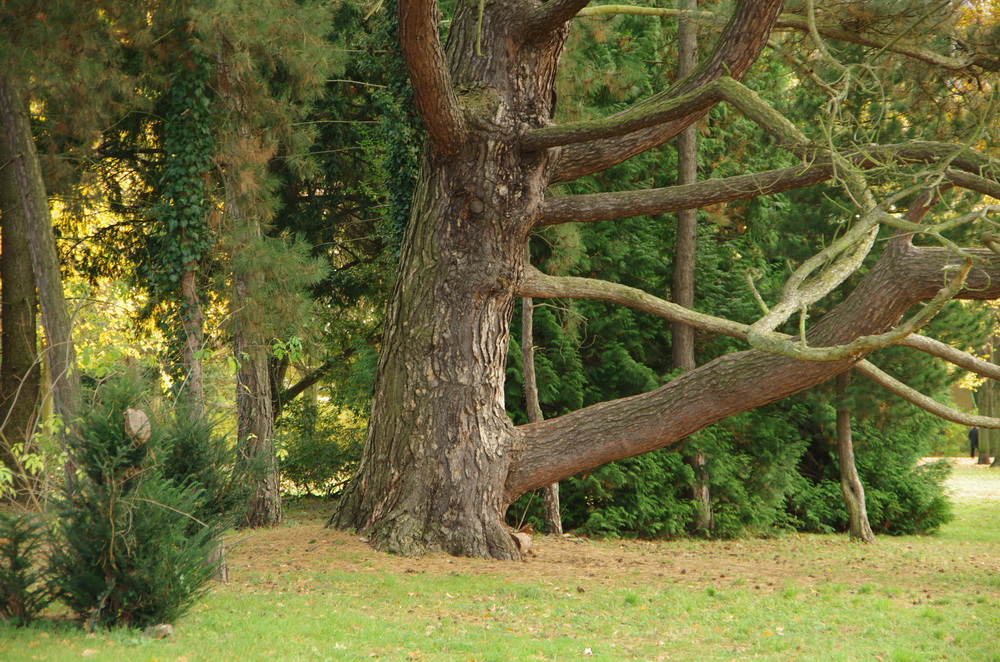 Baum im Park Sanssouci