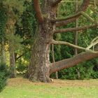 Baum im Park Sanssouci