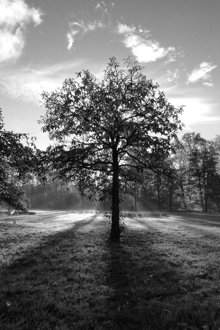 Baum im Park Schloss Diepenbrock