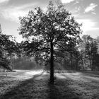 Baum im Park Schloss Diepenbrock