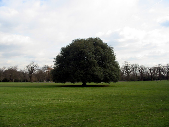 Baum im Park von Greenwich