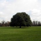 Baum im Park von Greenwich