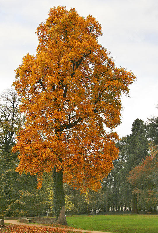 Baum im Park von Schloss Dyck