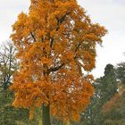 Baum im Park von Schloss Dyck