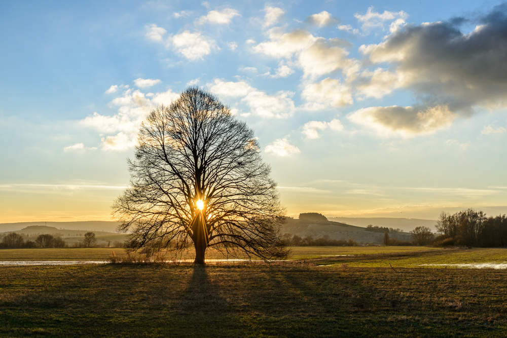 Baum im Polder