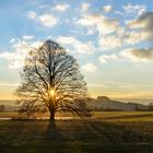 Baum im Polder