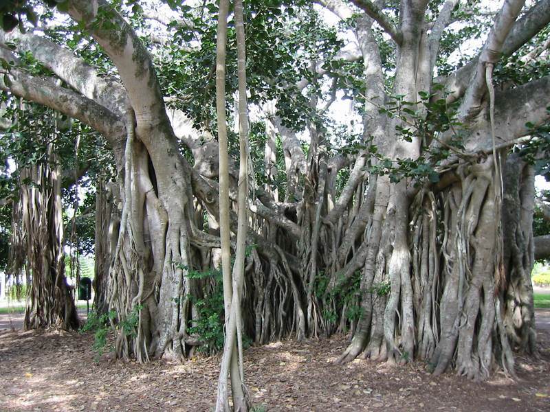 Baum im Queenspark Maryborough