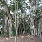 Baum im Queenspark Maryborough