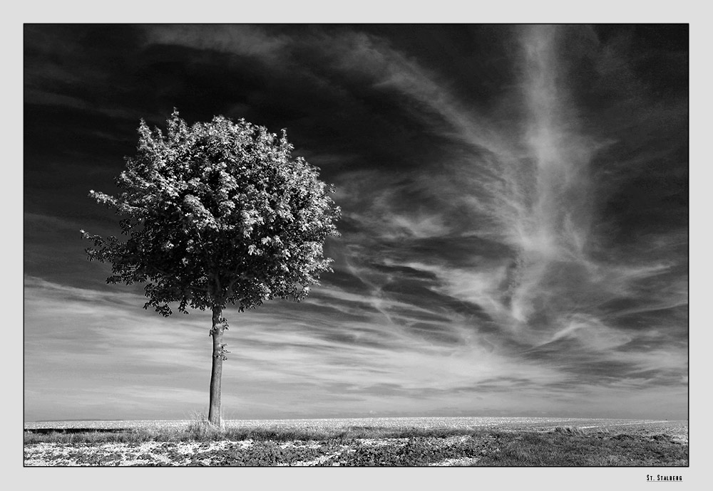 Baum im Rampenlicht