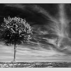 Baum im Rampenlicht